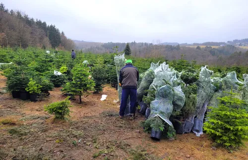 Weihnachtsbaum im 10l Topf