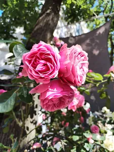 Product owner's thumbnail