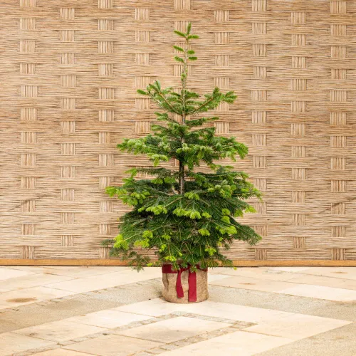 "Der lebende Weihnachtsbaum" Klein: 100-129 cm mit Topf