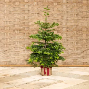 der-lebende-weihnachtsbaum-groß-160-180-cm-mit-topf preview image