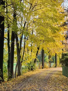 Owner profile avatar