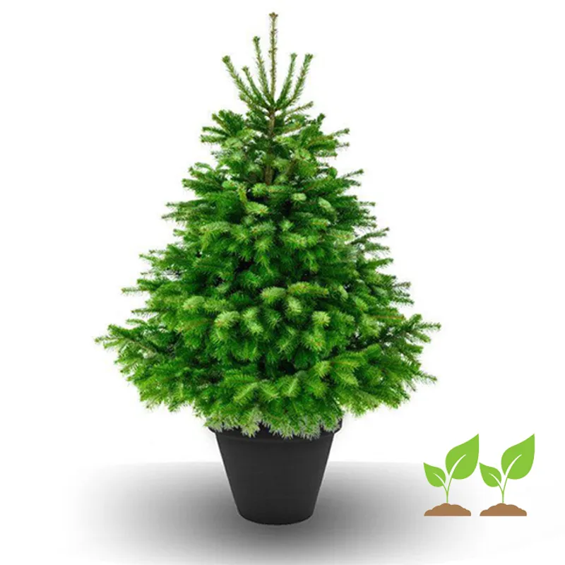 Weihnachtsbaum "Nordmanntanne" im Topf inkl. Rücksendung zum Partnerwald