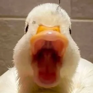 Owner profile avatar