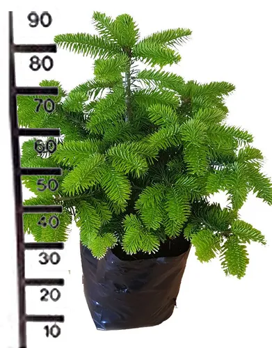 Weihnachtsbaum im 10l Topf - ab 1 Monat Miete