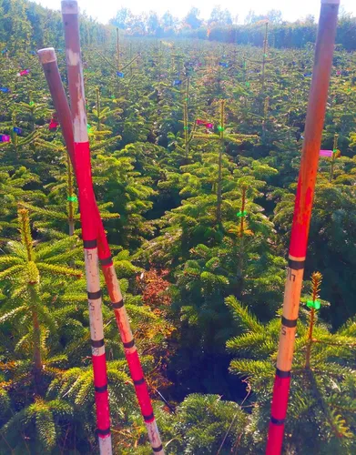 Weihnachtsbaum im 10l Topf