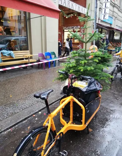 Weihnachtsbaum im 10l Topf